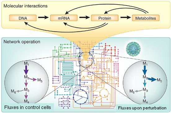 From molecular interactions to a functional network output