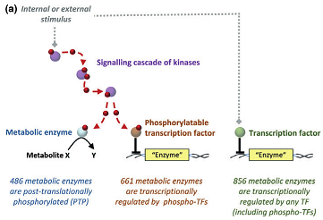 Regulation of yeast metabolism and gene expression by phosphorylation