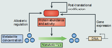 Regulatory and catalytic interactions to be considered for metabolic modeling