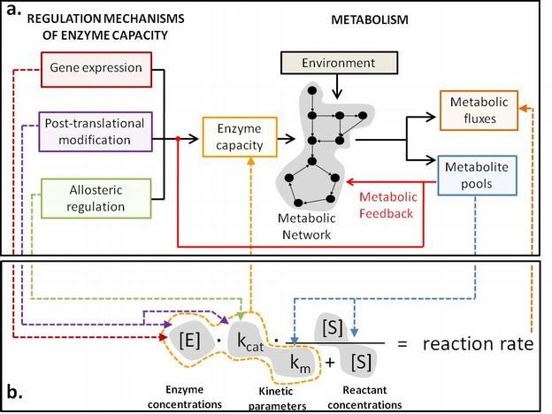 A systems biology view of metabolism and its regulation